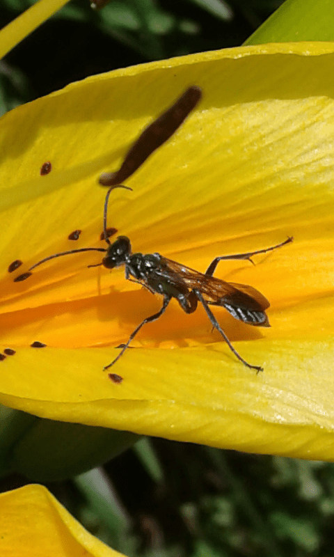 Chalybion sp. o Isodontia mexicana (Sphecidae)? Chalybion femoratum